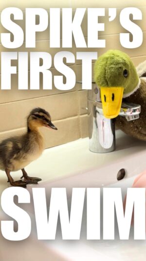 Riyadh Khalaf Instagram - SPLISH SPLASH! Spike was a nervous nelly without his feet being able to touch the bottom but we improvised - a common theme I’m finding as a first time duck dad. He was also getting a bit too low in the water for my liking without those oils from his mama. It’ll be a slow and steady road to full depth with my eyes on him at all times! Hope he brought you some serotonin this evening. Lil update.. the Spike merch is being designed as we speak!! (by me lol). I think it’s got more character if it’s a bit imperfect, right? 😅 Just populating the online store but can you let me know which of these you’re most interested in, if any?! 🫶🦆 #TeamSpike #rescueanimal