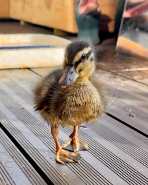 Riyadh Khalaf Instagram - Golden hour with our golden boy☀️🦆 I swear he’s posing. I wanted to get a video up for you today but life got in the way. Tomorrow hopefully! #teamspike #rescueanimals #duckling