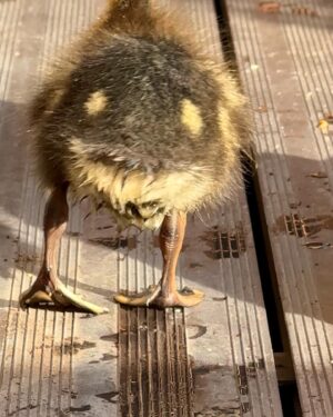 Riyadh Khalaf Instagram - Golden hour with our golden boy☀️🦆 I swear he’s posing. I wanted to get a video up for you today but life got in the way. Tomorrow hopefully! #teamspike #rescueanimals #duckling