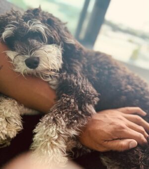 Robbie Magasiva Instagram - One of the hardest decisions to make letting him go back to his Mum 😭but he’s gonna be stoked to be back with Flick and Harry the bunny. Gonna miss you buddy.
Love you Bolo. ❤️😢