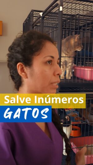 Rodrigo Dorado Instagram - Transforme a Vida de Milhares de Gatos! 🐱
É triste a realidade de muitos gatos que foram abandonados e maltratados. Mas tem muita gente boa trabalhando para mudar isso! 🌟
A Dra. Susana é um exemplo, atualmente, ela cuida de mais de 90 gatos no @institutomiaumigosdonino oferecendo amor, tratamento, alimentação, atenção e tempo. Acontece que manter esse cuidado tem um custo altíssimo. 

Cada gato resgatado é uma história de superação e esperança, e você pode fazer a diferença. 
Queremos que o poder público esteja presente em ações como essa e que valorize o trabalho dessas mulheres.  Todas as vidas importam. 🐾✨
Vamos juntos criar um futuro em que  todos os animais possam viver com dignidade e carinho. Unindo forças, podemos fazer a diferença! 💪❤
Assine a petição e mostre que você valoriza as protetoras de animais! 📜✍
#ApoieOsGatos #TransformeVidas #AdoçãoResponsável #AmorAnimal #GatosFelizes #ResgateAnimal #CausasQueImportam