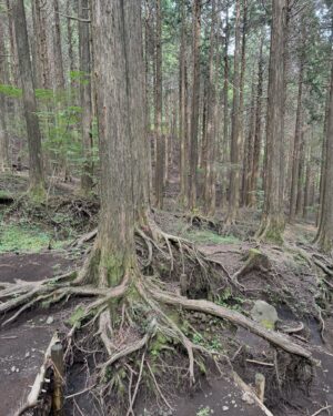 Ron Monroe Instagram - 《ロンノアウトドア日記》金時山

今回登った山は金時山（きんときやま）、神奈川県の箱根地域に位置し、標高は1,212メートルです。美しい景観と比較的簡単な登山コースで知られており、山頂からは富士山や相模湾、箱根の雄大な山々が一望できます。晴れた日には東京の一部も見渡せることができます。この山の名前は、日本の民間伝説に登場する英雄、金太郎に由来しています。彼の幼少期の活動場所とされるこの山には、金太郎に関連したスポットがいくつもあります。初心者や家族連れの登山者にとって、金時山は理想的なハイキングスポットです。（Googleからwwww）

しかし、私が行った日は雲が多かったため、富士山は見えませんでした。本当に残念でした。でも、登山の過程はとても楽しかったです！5ヶ月ぶりの登山で、再び山に登ることができて本当に嬉しかったです～これからは登山のシーズンなので、楽しみです！！

📷 @wufenglin1004