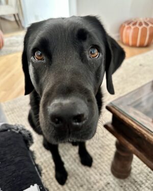 Rosie O'Donnell Instagram - good morning from kuma ❤️❤️❤️❤️@guidedogsofamerica