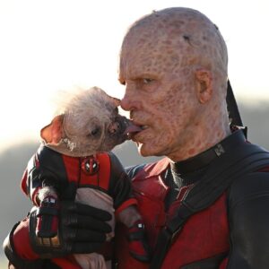 Ryan Reynolds Instagram - Peggy. Dogpool. Mary Puppins. She goes by many names. She’s obviously a very special cast member. What many don’t know, is that she was also the Intimacy Coordinator on #DeadpoolAndWolverine. Which was a complete disaster, start to finish. 

What kind of Intimacy Coordinator says hello each morning by hurling her leathery, 32 inch tongue into your throat and down to the bottom of your stomach?  But I think the biggest problem is that she’s a fucking dog. 

But I love this dog almost as much as she loves tasting me. She’s a good girl.  @dogpool