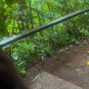 Ryan Toby Instagram - My Rain Forest Jungle Book photo dump

#rain #forest #world #travel #international #live #life #happy #love #instagood #share #like #tarzan #indianajones #adventure #jungle #book