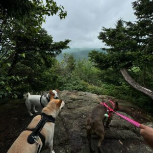 Rym Nebbak Instagram - 🌻🍃🐶 life lately 🛫🌧️🧘🏻‍♀️