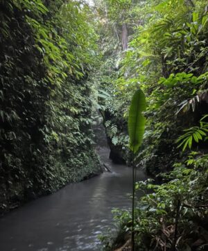 Sai Ronak Instagram - Somewhere in the wild..