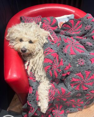 Sally Lindsay Instagram - Someone is sick of this weather 🥶
@daveydog66 #puli