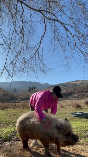 Sam Neill Instagram - HAPPY PIG ! Lauren gives the old boy top therapy in my absence . Ever heard a happier pig ? 
He still misses me though .