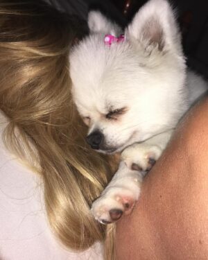 Sanela Diana Jenkins Instagram - My Pearl  My Love My Joy  My light My best friend  My baby  For 9 beutiful years we lived in Pearls world and it was magnificent. I have no words to describe pain and agony we feel right now after saying our last goodbye .  If there is after life or forever or eternity somewhere we will find you there again our angel . we love you to infinity and beyond and to say we will miss you doesn’t even begin to describe what we feel right now 💔