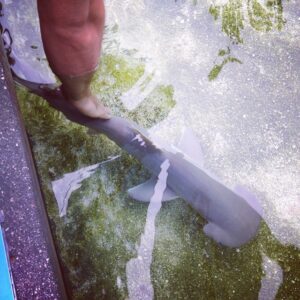 Santiago Segura Instagram - Doing research at the Aquarium of the Pacific today #Hammerhead #47MetersDown.