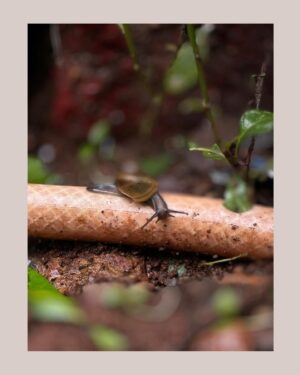 Saranya Pradeep Instagram - Matheran Beauty 💚❤️
#matherandiaries 

#matheran #hills #peace #foggy #foggymorning #nature #snails #mountains #photography #lovedit #trekking #new #places #newpeople #friends #adventure #placestogo #visit #once #❤️