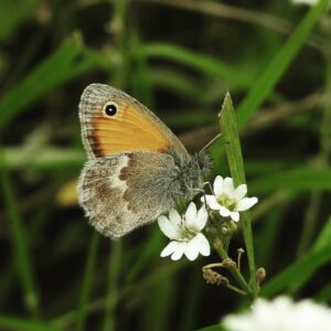 Sascha Lobo Instagram - Heute war ich seit längerer Zeit mal wieder allein in der Natur, um Tiere, Pflanzen und Mischformen zu beobachten. Mit 2 Kindern unter 2 kommt man ja seltener zu sowas - aber Rio ist kürzlich 2 geworden, also quasi erwachsen. 

Bogenseekette und Lietzengrabenniederung ist ein wunderschönes Naturschutzgebiet, in dem man die nahe A10 (bzw. Berliner Ringautobahn) praktisch kaum noch hört, wenn man sich die Ohren zuhält. Und die Natur hat mich mit offenen Armen empfangen und wirklich alles gegeben, so wollte sie mir sagen: Hey! Komm doch wieder öfter, schau wie super es ist! Fast wie wenn man nach langer Zeit mal wieder Pokemon Go spielt und alles ist voller unbekannter Pokemon. 

1) Sommersteinpilze. Natürlich NICHT im Naturschutzgebiet gefangen. Oben leichter bis mittlerer Schneckenfraß, für ein Instafoto von unten noch perfekt. 

2) Bin recht sicher, dass es ein Kleines Wiesenvögelchen ist, aus der Unterfamilie der Augenfalter. Die drei interessantesten Facts zu Kleinen Wiesenvögelchen: Fliegen von Februar bis November. Raupen essen am liebsten eine anzüglich klingende Süßgrasart namens „Schwingel“. Und sie haben Stürzpuppen, was sich etwas famoser anhört, als es am Ende ist. 

3) Irgendwelche mittelinteressanten Leute aus der Familie der Feldheuschrecken, vielleicht Braune Grashüpfer, ich fand eigentlich nur die Konstellation witzig. 

4) Vermutlich ein Ammendornfingergespinst. Ammendornfinger sind die einzigen Giftspinnem in Deutschland, die durch Menschenhaut beißen können. In den letzten ca. 50 Jahren gab es in Europa 12 gesicherte Fälle von Ammendornfingervergiftungen, die zudem so wehtun wie ein Bienenstich, Panik ist also völlig angebracht.

5) Parasolpilze. Mitten im NSG, daher stehen gelassen.

6) Ankündigung eines freilaufenden Bullen.

7) Freilaufender Bulle.

8) Der Neuntöter aus der Familie der Echten Würger trägt nach meiner Kenntnis regional die schönsten Namen: Rotrückenwürger, Dorndreher, Neunmörder, Falkensänger, Wildelster, Rabraker, Dickkopp und Quarkringel. Toll! 

9) Eine vergleichsweise tote Spitzmaus.

10) Süßgräser (evtl. Schwingel), perfekt scharf gestellt bekommen, trotz unregelmäßigen Hintergrunds, bin richtig stolz. 
#naturfotografie