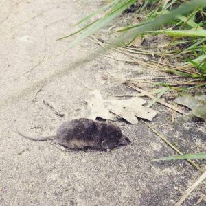 Sascha Lobo Instagram - Heute war ich seit längerer Zeit mal wieder allein in der Natur, um Tiere, Pflanzen und Mischformen zu beobachten. Mit 2 Kindern unter 2 kommt man ja seltener zu sowas - aber Rio ist kürzlich 2 geworden, also quasi erwachsen. 

Bogenseekette und Lietzengrabenniederung ist ein wunderschönes Naturschutzgebiet, in dem man die nahe A10 (bzw. Berliner Ringautobahn) praktisch kaum noch hört, wenn man sich die Ohren zuhält. Und die Natur hat mich mit offenen Armen empfangen und wirklich alles gegeben, so wollte sie mir sagen: Hey! Komm doch wieder öfter, schau wie super es ist! Fast wie wenn man nach langer Zeit mal wieder Pokemon Go spielt und alles ist voller unbekannter Pokemon. 

1) Sommersteinpilze. Natürlich NICHT im Naturschutzgebiet gefangen. Oben leichter bis mittlerer Schneckenfraß, für ein Instafoto von unten noch perfekt. 

2) Bin recht sicher, dass es ein Kleines Wiesenvögelchen ist, aus der Unterfamilie der Augenfalter. Die drei interessantesten Facts zu Kleinen Wiesenvögelchen: Fliegen von Februar bis November. Raupen essen am liebsten eine anzüglich klingende Süßgrasart namens „Schwingel“. Und sie haben Stürzpuppen, was sich etwas famoser anhört, als es am Ende ist. 

3) Irgendwelche mittelinteressanten Leute aus der Familie der Feldheuschrecken, vielleicht Braune Grashüpfer, ich fand eigentlich nur die Konstellation witzig. 

4) Vermutlich ein Ammendornfingergespinst. Ammendornfinger sind die einzigen Giftspinnem in Deutschland, die durch Menschenhaut beißen können. In den letzten ca. 50 Jahren gab es in Europa 12 gesicherte Fälle von Ammendornfingervergiftungen, die zudem so wehtun wie ein Bienenstich, Panik ist also völlig angebracht.

5) Parasolpilze. Mitten im NSG, daher stehen gelassen.

6) Ankündigung eines freilaufenden Bullen.

7) Freilaufender Bulle.

8) Der Neuntöter aus der Familie der Echten Würger trägt nach meiner Kenntnis regional die schönsten Namen: Rotrückenwürger, Dorndreher, Neunmörder, Falkensänger, Wildelster, Rabraker, Dickkopp und Quarkringel. Toll! 

9) Eine vergleichsweise tote Spitzmaus.

10) Süßgräser (evtl. Schwingel), perfekt scharf gestellt bekommen, trotz unregelmäßigen Hintergrunds, bin richtig stolz. 
#naturfotografie