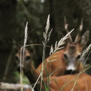 Sascha Lobo Instagram - Heute war ich seit längerer Zeit mal wieder allein in der Natur, um Tiere, Pflanzen und Mischformen zu beobachten. Mit 2 Kindern unter 2 kommt man ja seltener zu sowas - aber Rio ist kürzlich 2 geworden, also quasi erwachsen. 

Bogenseekette und Lietzengrabenniederung ist ein wunderschönes Naturschutzgebiet, in dem man die nahe A10 (bzw. Berliner Ringautobahn) praktisch kaum noch hört, wenn man sich die Ohren zuhält. Und die Natur hat mich mit offenen Armen empfangen und wirklich alles gegeben, so wollte sie mir sagen: Hey! Komm doch wieder öfter, schau wie super es ist! Fast wie wenn man nach langer Zeit mal wieder Pokemon Go spielt und alles ist voller unbekannter Pokemon. 

1) Sommersteinpilze. Natürlich NICHT im Naturschutzgebiet gefangen. Oben leichter bis mittlerer Schneckenfraß, für ein Instafoto von unten noch perfekt. 

2) Bin recht sicher, dass es ein Kleines Wiesenvögelchen ist, aus der Unterfamilie der Augenfalter. Die drei interessantesten Facts zu Kleinen Wiesenvögelchen: Fliegen von Februar bis November. Raupen essen am liebsten eine anzüglich klingende Süßgrasart namens „Schwingel“. Und sie haben Stürzpuppen, was sich etwas famoser anhört, als es am Ende ist. 

3) Irgendwelche mittelinteressanten Leute aus der Familie der Feldheuschrecken, vielleicht Braune Grashüpfer, ich fand eigentlich nur die Konstellation witzig. 

4) Vermutlich ein Ammendornfingergespinst. Ammendornfinger sind die einzigen Giftspinnem in Deutschland, die durch Menschenhaut beißen können. In den letzten ca. 50 Jahren gab es in Europa 12 gesicherte Fälle von Ammendornfingervergiftungen, die zudem so wehtun wie ein Bienenstich, Panik ist also völlig angebracht.

5) Parasolpilze. Mitten im NSG, daher stehen gelassen.

6) Ankündigung eines freilaufenden Bullen.

7) Freilaufender Bulle.

8) Der Neuntöter aus der Familie der Echten Würger trägt nach meiner Kenntnis regional die schönsten Namen: Rotrückenwürger, Dorndreher, Neunmörder, Falkensänger, Wildelster, Rabraker, Dickkopp und Quarkringel. Toll! 

9) Eine vergleichsweise tote Spitzmaus.

10) Süßgräser (evtl. Schwingel), perfekt scharf gestellt bekommen, trotz unregelmäßigen Hintergrunds, bin richtig stolz. 
#naturfotografie