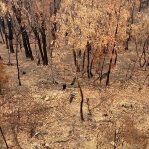 Sascha Lobo Instagram - Frisch verbrannte Wälder in Australien; der Rauch liegt noch beißend in der Luft. Kilometerweit alles weggekokelt. 

Von Anfang 2020, aber fühlt sich an, als sei es eine Dekade her. Ist es ja auch auf eine Art.

Habe viele Drohnen-Aufnahmen gemacht, wollte eigentlich einen Mini-Dokumentarfilm daraus zusammenschneiden, dann kam Corona, aber besteht Interesse, dass ich den Film nachreiche? 

#australien #newsouthwales #bushfiresaustralia #waldbrand #buschbrände #wald