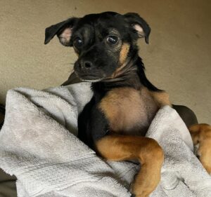 Scott Rogowsky Instagram - Today marks 2 years with “The Dog” who quickly became “The Boy” aka Bubu aka BuBoy aka Boosh aka Booshemski aka Budino aka Boodles aka Pumpkinhead aka Onionhead aka Donut aka Donut Boy aka Donut Man aka Nuzzle Bunny aka Velveteen Lapeen aka My Soft Son aka Our Lord and Savior aka My One True God aka the Forever Furrowed Furry Friend to all man, woman, and child… Buscemi ❤️ Forever thanks to @concernedcitizensanimalrescue who saved this little guy from an unspeakable horrible fate, to Caitlin who fostered him and brought him into my life, and to my friends and family who have loved him and cared for him as if he were their own, because he is. He is all of ours. He is love. He is light. He is live from New York. He is Saturday Night.