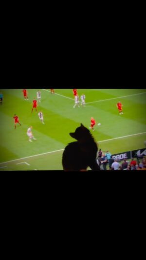 Sébastien Roch Instagram - MERGATO 2022 🐱