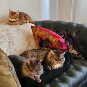 Sergi Arola Instagram - Feliz #diadelgato a todas y todos!!!!
@fran_laree 
#ramsesthecat 
#lentesthecat 
#guantesthecat