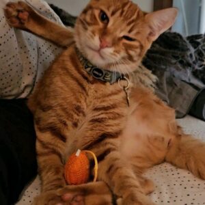 Sergi Arola Instagram - Feliz #diadelgato a todas y todos!!!!
@fran_laree 
#ramsesthecat 
#lentesthecat 
#guantesthecat