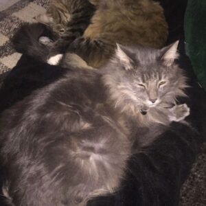 Sergi Arola Instagram - Feliz #diadelgato a todas y todos!!!!
@fran_laree 
#ramsesthecat 
#lentesthecat 
#guantesthecat