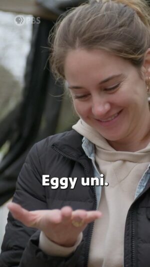 Shailene Woodley Instagram - Who else is ready to try some eggy uni?! 👋 

Join @shailenewoodley as she visits The Cultured Abalone Farm to discover how abalone and purple sea urchins are being sustainably harvested. Watch the season finale of Hope in the Water, tonight at 9/8c! #hopeinthewaterpbs