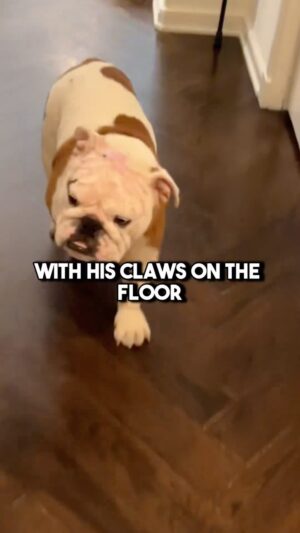 Sharon Osbourne Instagram - Bugzy update! He is the happiest boy now! He’s such a blessing to our family.
Become part of the family and join our ever growing community @ Osbournemediahouse.com. We can’t wait to see you there! #theosbournes #TheOsbournesPodcast #ozzyosbourne #dog #dogsofinstagram