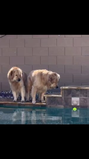 Sharon Osbourne Instagram - For those of you who like a good suspense film, this is one of my favorites 🎾 @thegoldenbros_t.b