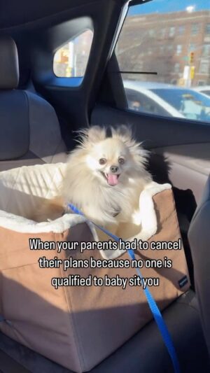 Sharon Osbourne Instagram - I have couple of these myself 😂 @finn_thepooch