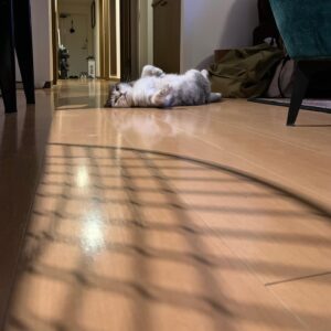 Shinobu Hasegawa Instagram - 落ちてる猫と来る猫。