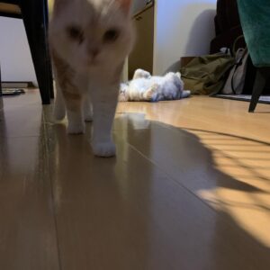 Shinobu Hasegawa Instagram - 落ちてる猫と来る猫。