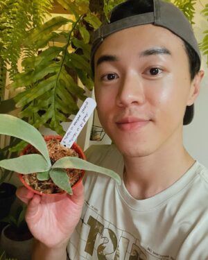 Shu-ting You Instagram - 今天當植男
把我家的美鹿側芽拆了

willinckii ”Sri pueak“ x 
willinckii ”Watchara“ sporeling
神級混播苗的側芽
這次生了6個寶寶好可愛

希望它們趕快找到新家🥰
想要的私訊我