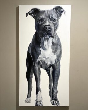 Skylar Lear Instagram - “Jaximus Maximus” A beautiful black and white painting of my boy Jax by the talented @kashbys 👏🏼 if you are interested in a detailed portrait of your pet, feel free to comment or message. Support local artist 
#art #artist #artistsoninstagram #artwork #artoftheday #artlife #artofinstagram #artlife #talent #talented #pitbull #bluepit #pitbulllove #pitbullsofinstagram #pitbullsofig #pitbulllover