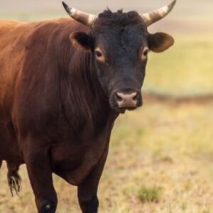 Sofía Sisniega Instagram - Es hora de dejar este arcaico, violento y sangriento deporte en el pasado, donde pertenece. 
Hoy, en el #DiaMundialAntiTaurino me uno a @officialpetalatino por un mundo sin corridas de toros ni violencia. La tauromaquia NO ES ARTE NI CULTURA. ✊🏽❤️‍🩹🐂  #WorldAntiBullfightingDay