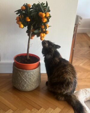 Songül Öden Instagram - İstanbul’da bayram🎈