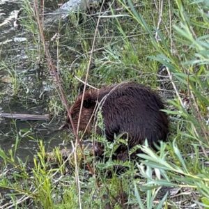 Sophie Grégoire Instagram - Hey! Nothing like flying in clear blue skies over the Canadian Rockies!
I was on the road this week for speaking engagements and presenting my book Closer Together in fantastic Vancouver and Calgary. The beavers were also hard at work in a park in the middle of the city! Swipe until the end!