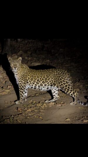 Sri Sudha Bhimireddy Instagram - @pannatigerreserve_official on a night safari