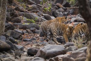 Sri Sudha Bhimireddy Instagram - Male Cubs Of P-652 From Panna #naaharbaghrajgarh #panna #hinota