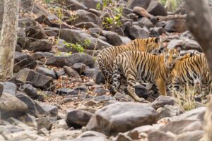 Sri Sudha Bhimireddy Instagram - Male Cubs Of P-652 From Panna #naaharbaghrajgarh #panna #hinota
