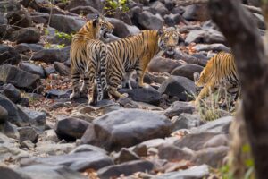 Sri Sudha Bhimireddy Instagram - Male Cubs Of P-652 From Panna #naaharbaghrajgarh #panna #hinota