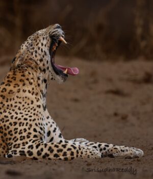 Sri Sudha Bhimireddy Instagram - Wednesday yawn 🥱… happy midweeks…. Shot by SONY 200-600 mm @sonyalphain @sonyalpha 
#sony #sonyalpha