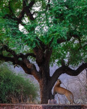 Sri Sudha Bhimireddy Instagram - Animals Teach Us Spirituality and Heighten Our Capacity for Love and Joy!!!! 
 Animals are the incarnations and representatives of the GOD … They don’t worship, pray or believe in gods of any kind, but they do perform ritualistic behaviours, prompting some to speculate that animals could have a spiritual side. Here is an example of the leopard name RAANA, THIS LEOPARD SMELLS THE TREE AND LEFT THE PLACE WITHOUT MARKING HIS TERRITORY…this itself proves that ANIMALS WITH SPIRITUALITY #jhalana #jhalanaleopardreserve #jaipur #rajasthan #rajasthandiaries #rajasthantourism