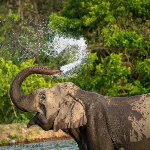 Sri Sudha Bhimireddy Instagram - Elephants engage in playful interactions, grooming, and using their trunks to communicate with each other. Elephants love water and often engage in bathing and swimming activities.they are the ecosystem engineers of this environment 🌿🐘🪵🌱…