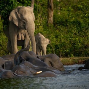 Sri Sudha Bhimireddy Instagram - Elephants engage in playful interactions, grooming, and using their trunks to communicate with each other. Elephants love water and often engage in bathing and swimming activities.they are the ecosystem engineers of this environment 🌿🐘🪵🌱…