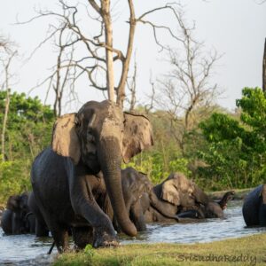 Sri Sudha Bhimireddy Instagram - Elephants engage in playful interactions, grooming, and using their trunks to communicate with each other. Elephants love water and often engage in bathing and swimming activities.they are the ecosystem engineers of this environment 🌿🐘🪵🌱…