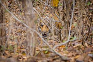 Sri Sudha Bhimireddy Instagram - Male Cubs Of P-652 From Panna #naaharbaghrajgarh #panna #hinota