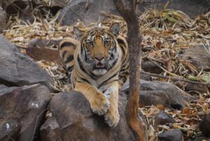 Sri Sudha Bhimireddy Instagram - Male Cubs Of P-652 From Panna #naaharbaghrajgarh #panna #hinota