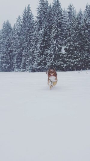 Štěpán Benoni Instagram - @kili.and.fili_ausstralian  užíváme jaro…💚❄️