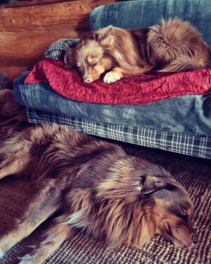 Štěpán Benoni Instagram - ❤️…. @kili.and.fili_ausstralian  #australianshepherd  #aussie  #logcabin