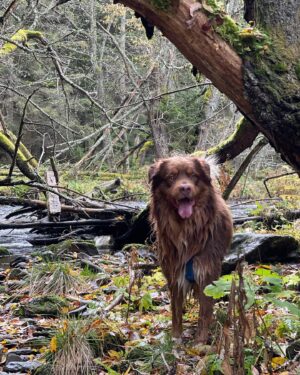 Štěpán Benoni Instagram - Močál. ✌️🐻🐺🌲 @kili.and.fili_ausstralian  #aussie  #baskervilledog